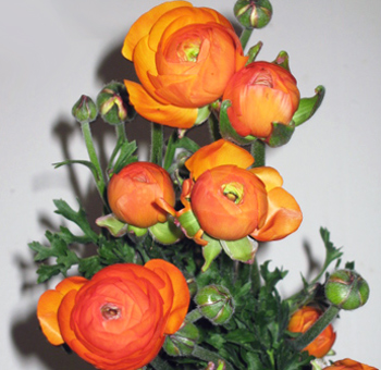 November Brides-flowers? :  wedding november flowers Ranunculus Orange