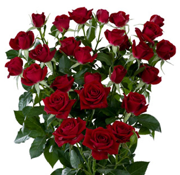 November Brides-flowers? :  wedding november flowers Red Spray Roses