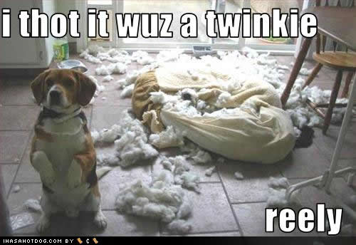 funny-dog-pictures-thot-twinkie.jpg