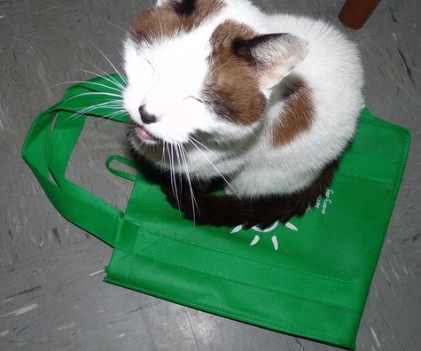 Would you find this weird? :  wedding cat animals ring bearer ringbearer wedding love death weird creepy Sly