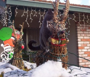 Spinoff: Your Pets During the Holidays :  wedding pet holiday pets during holiday season Jfaoigje