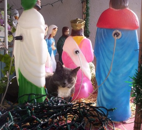 Spinoff: Your Pets During the Holidays :  wedding pet holiday pets during holiday season Rfu498tiknw938