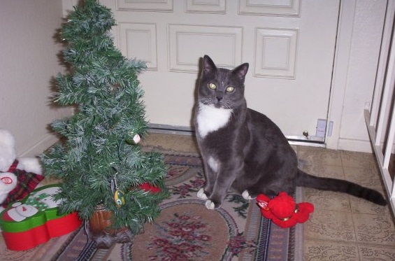 Spinoff: Your Pets During the Holidays :  wedding pet holiday pets during holiday season Rh984hr0d9