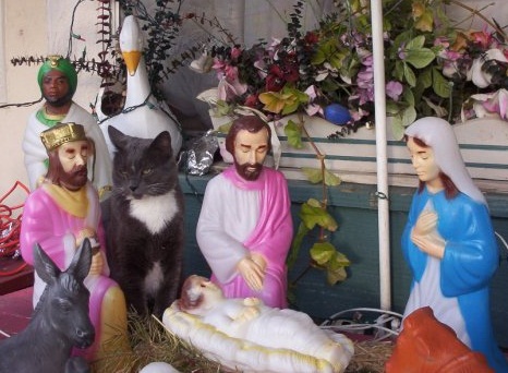 Spinoff: Your Pets During the Holidays :  wedding pet holiday pets during holiday season Rihg84iosl