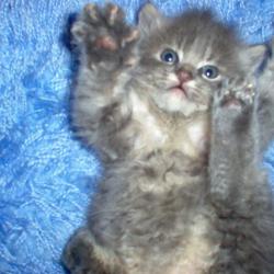 This kitten matches my cat & I really want her! : wedding kitten Cooper 2005