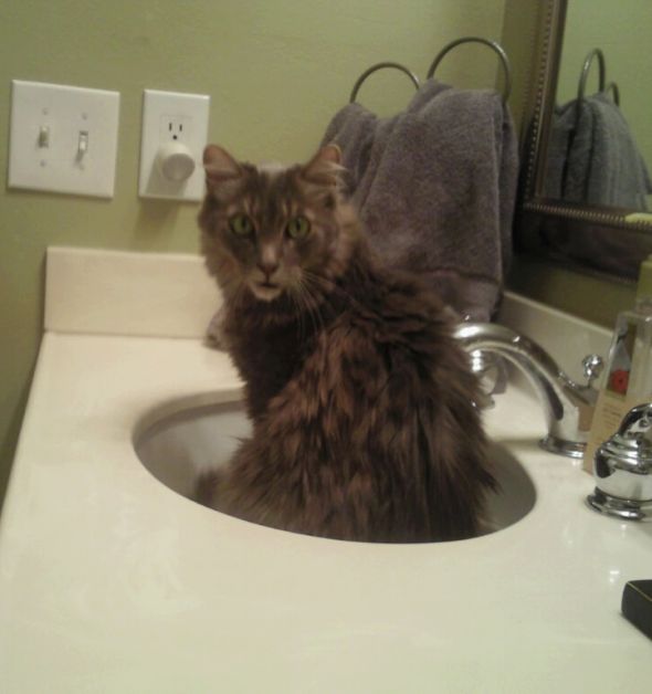 This kitten matches my cat & I really want her! : wedding kitten Cooper 2011 Sink
