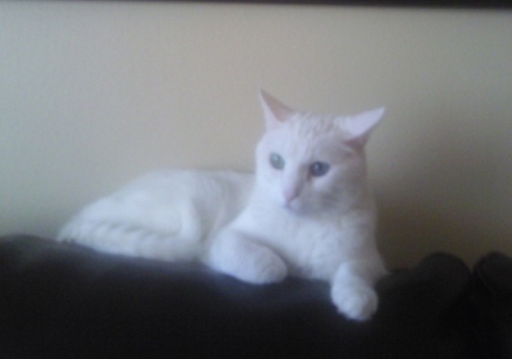 This kitten matches my cat & I really want her! : wedding kitten Ozzy1