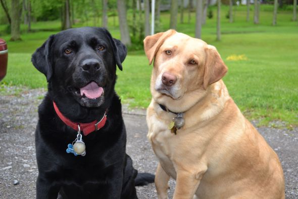 Let's talk about getting a dog :  wedding Mom Dad Pics 002