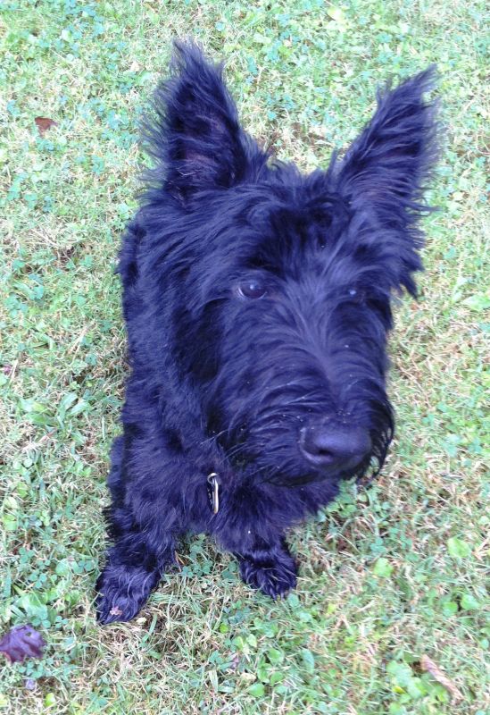 Let's talk about getting a dog :  wedding Jaxon