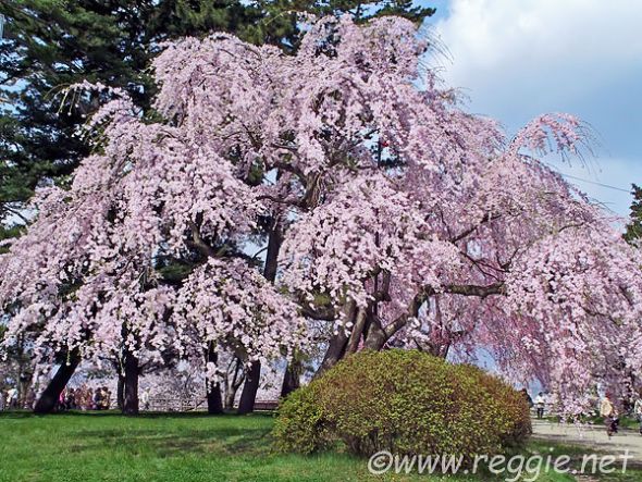 Japanese Garden fusion : wedding 3636349 Weeping Cherry 600