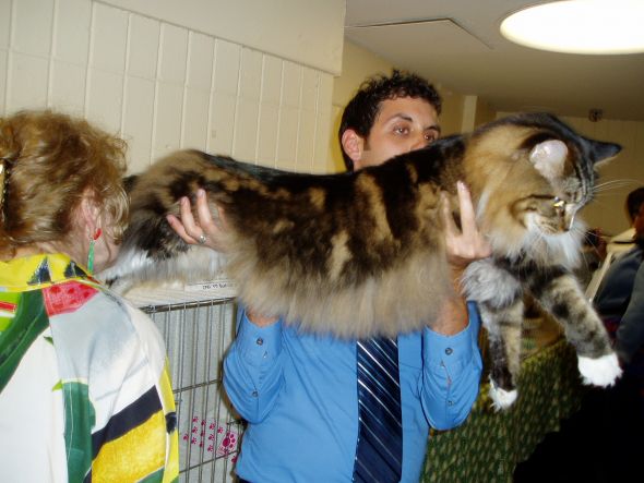 What breed are my cats? :  wedding Ny Maine Coon3