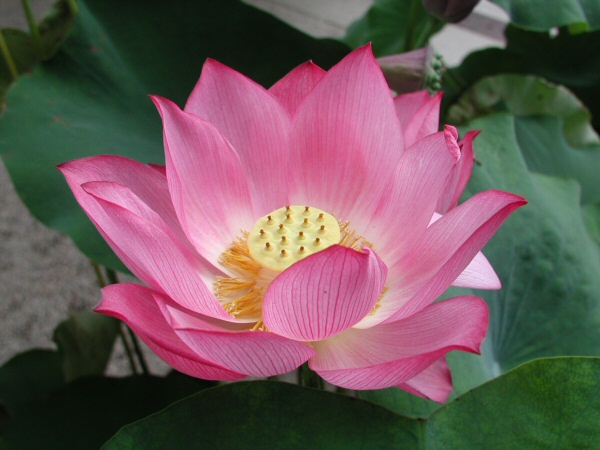 Lotus flowers are 