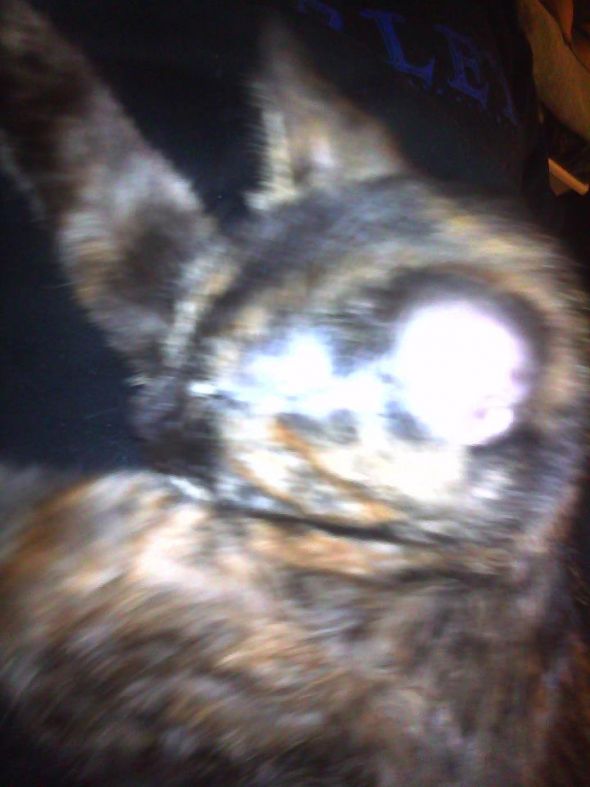 Found a stray kitty :( :  wedding Blur Kitten