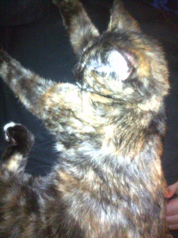Found a stray kitty :( :  wedding Full Kitten