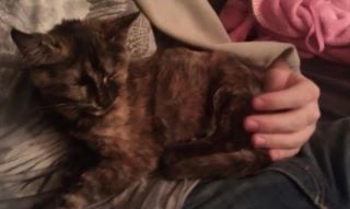 Found a stray kitty :( :  wedding Sleeping Kitten