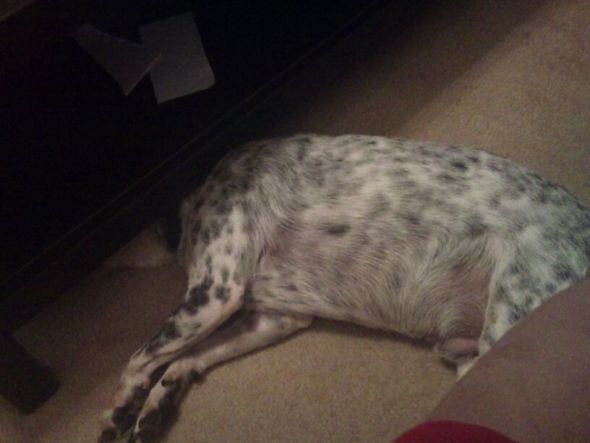 I love my dog... but he is dumb (post your funny pet pics) : wedding 218478 1997124203472 1104480012 32379650 5458282 O