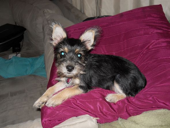 hybrid dog breeds?  Do you have one?  (cute pic of dog included) :  wedding DSCN0481