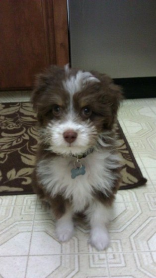 SpinOff:Post a picture of your pet! And tell me why you love them! : wedding animals pets love Lucypup