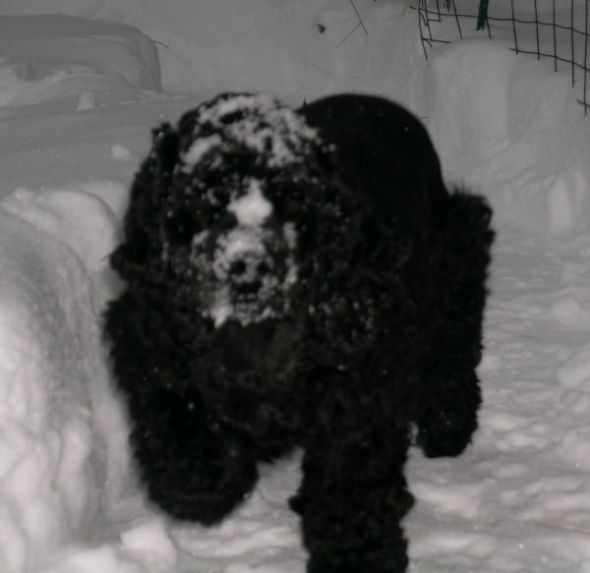 Show me your doggies! :  wedding dogs cute L 29247040a325892d21c766eefff55134 2