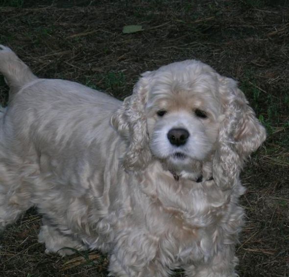 Show me your doggies! :  wedding dogs cute L 344050ca3d67f03b7dd9a11658afeee2 2