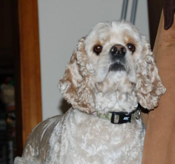 Show me your doggies! :  wedding dogs cute L E56b7bb8de432c18580f681934283010 2