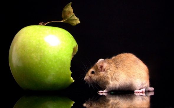 Computer Background Pictures. What is yours? : wedding Mac Mouse