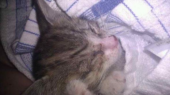 So FI found a kitten now what? *pix!* :) :  wedding Luna