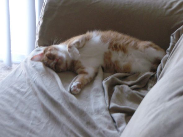 My SO and I are cat lovers! Show off your cats or pets! :) :  wedding pets 291266 10100802790293748 13755941 62735694 264398548 O