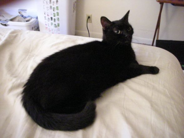 My SO and I are cat lovers! Show off your cats or pets! :) :  wedding pets Tux2