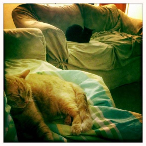 My SO and I are cat lovers! Show off your cats or pets! :) :  wedding pets Sleepy Babies