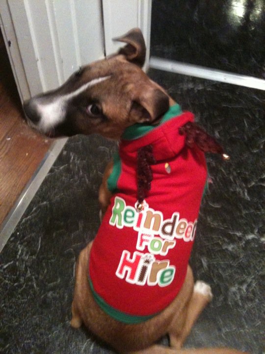 Why we sleep with our door locked (Pets in costumes!) :  wedding 74804 523884067175 220401283 31179895 4961207 N