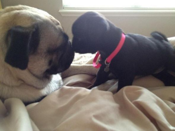 New Pug puppy Pics! Feel free to post your animals as well :) : wedding 402192 10150503451879764 843744763 8508037 756662104 N