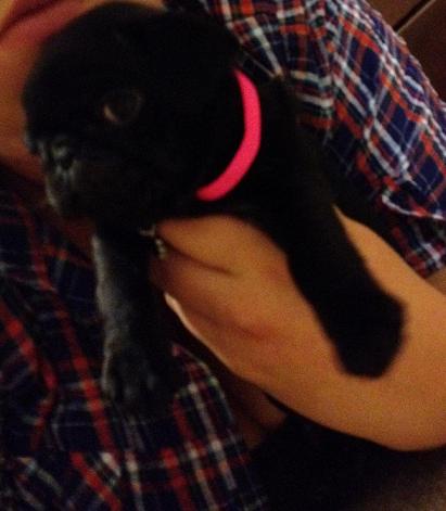 New Pug puppy Pics! Feel free to post your animals as well :) : wedding 407700 10150502188304764 843744763 8503501 925747654 N