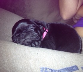 New Pug puppy Pics! Feel free to post your animals as well :) : wedding 44