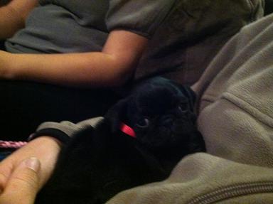 New Pug puppy Pics! Feel free to post your animals as well :) : wedding 44444