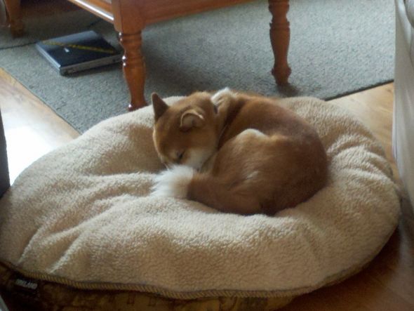 I found the dog I want!!! :  wedding 2011 05 09 08 58 09 868