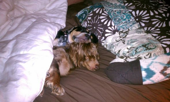 SpinOff:Post a picture of your pet! And tell me why you love them! : wedding animals pets love 387618 2820525349540 1151110604 33235019 37062366 N