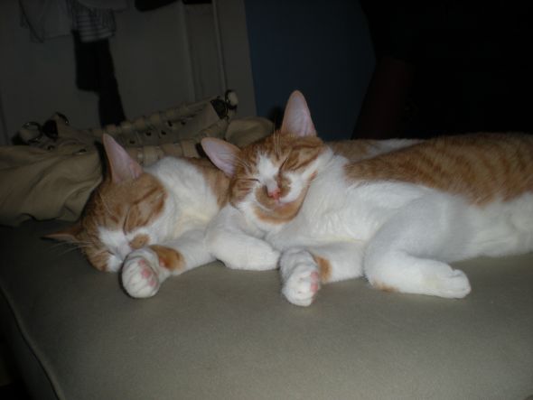 This is for all fur mom's out there! :  wedding animals fur babies cats dogs Cats