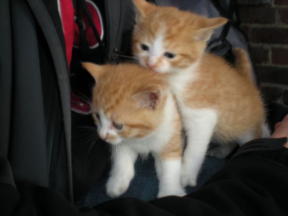 This kitten matches my cat & I really want her! :  wedding kitten Kittens