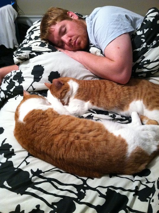 This kitten matches my cat & I really want her! : wedding kitten Sleeping Cats