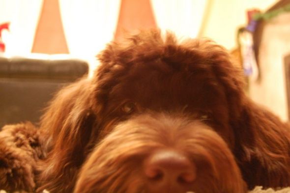 Show me your doggies! :  wedding dogs cute 168717 10150396951605131 651955130 17188276 6157606 N