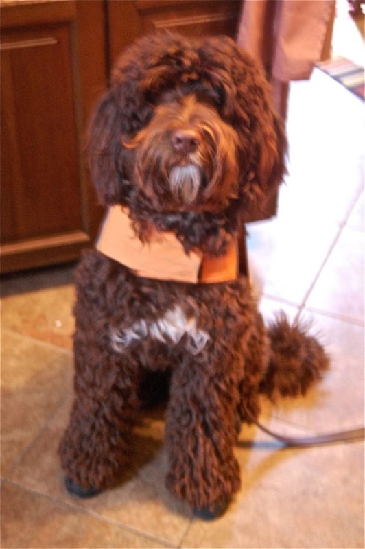 Show me your doggies! :  wedding dogs cute 192228 10150509895445131 651955130 17907058 2857794 O