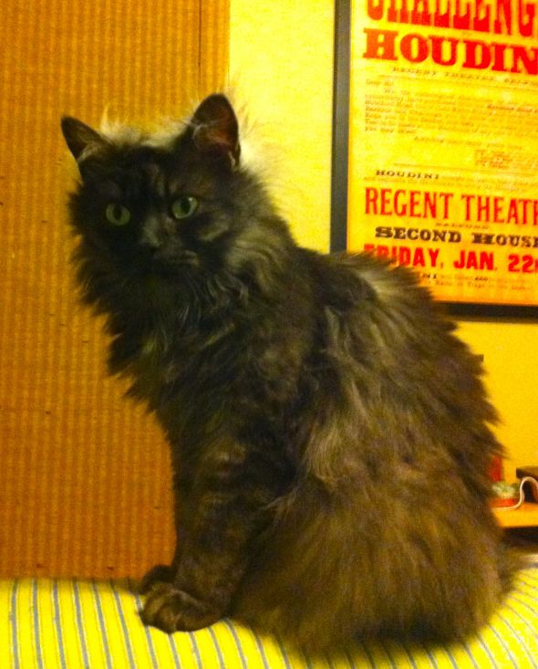 LOST Cat - Durham, NC - Please help or send good vibes : wedding Monster Cat