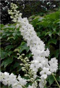 My dream centerpiece is too expensive :  wedding Delphinium Round Table2