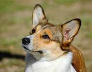 What is my dog? : wedding Corgi