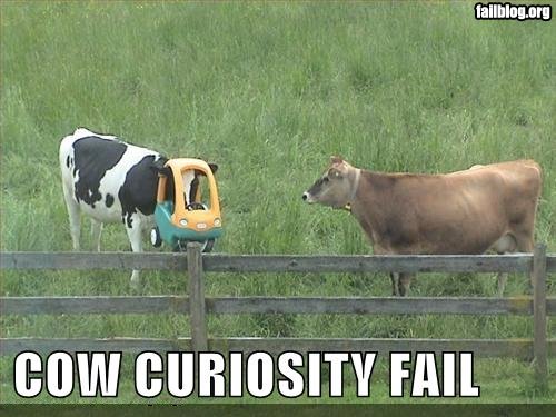 Post something that makes you laugh! :  wedding funny Fail Owned Cow Curiosity Fail