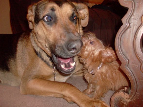 I love my dog... but he is dumb (post your funny pet pics) :  wedding Cletus And His Underage Girlfriend
