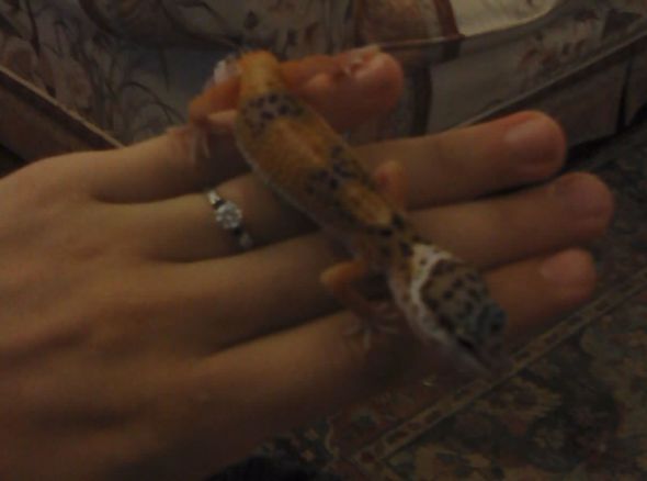 Show me your pictures of your pets with your rings? :  wedding pets ring photos Max