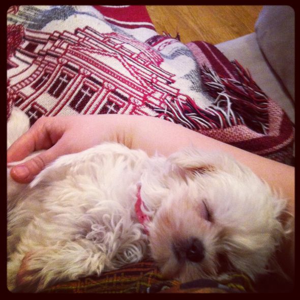 Cute overload!!  Post your sleepy puppy/kitten pics! :  wedding Pearl Sleeping