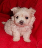 can't wait to pick up our puppy! (& show me your family pic w/ your puppy!) :  wedding pets dogs Pearl